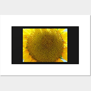 Sunflower, Zakynthos, Greece Posters and Art